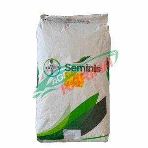 ARVEJA QUANTUM SEMINIS