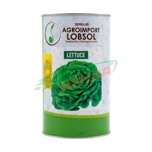 LECHUGA WHITHE BOSTON