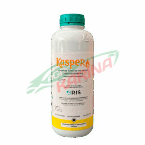 Kasper